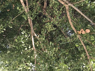IMG_5362.jpeg