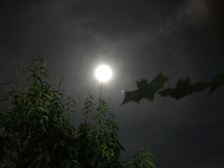 IMG_5514.jpeg